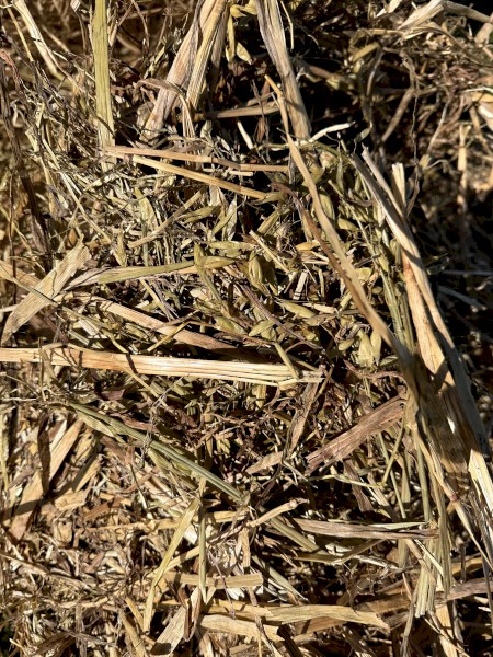 Oaten Hay 8x4x3 Bales