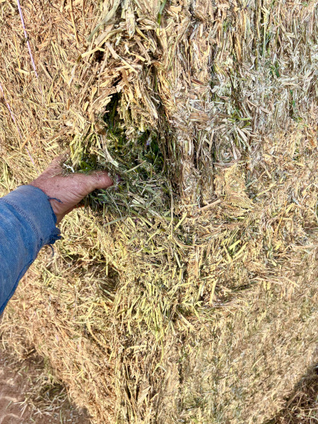 Vetch hay