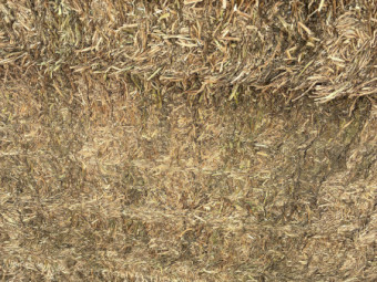 Vetch hay