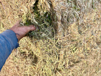 Vetch hay