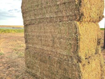Vetch hay