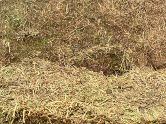 Vetch hay