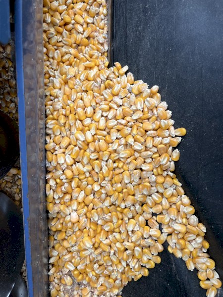 250mt Feed Corn