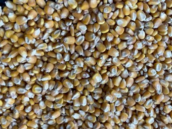250mt Feed Corn