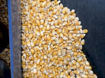 250mt Feed Corn