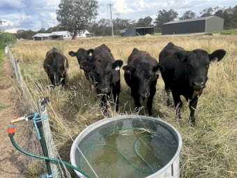 Angus Steers