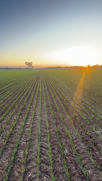 Sceptre Seed