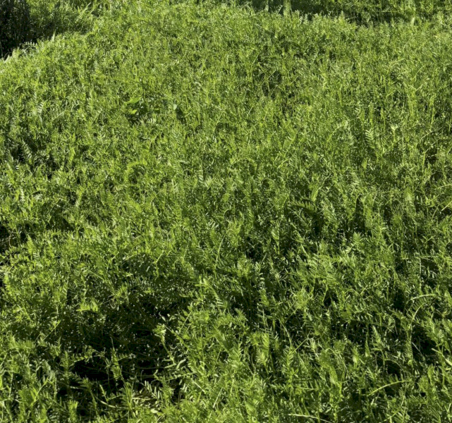 EOI 2026/2027 Vetch Hay 8x4x3 Bales