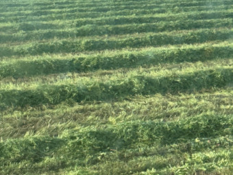 EOI 2026/2027 Vetch Hay 8x4x3 Bales