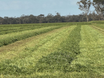 EOI 2026/2027 Vetch Hay 8x4x3 Bales