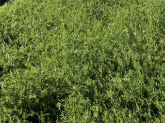 EOI 2026/2027 Vetch Hay 8x4x3 Bales