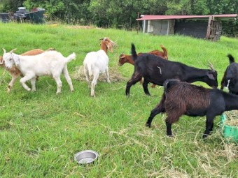 Wethers available