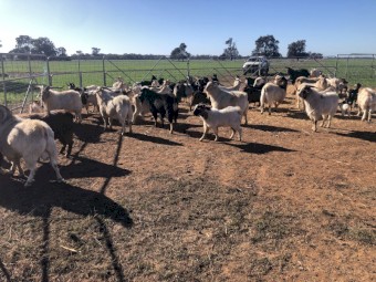 Approx 55 Goats