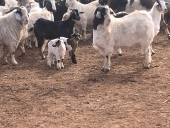 Approx 55 Goats