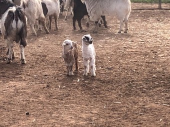 Approx 55 Goats