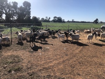 Approx 55 Goats