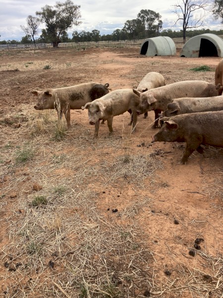 Large White Pigs