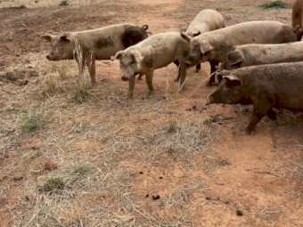 Large White Pigs