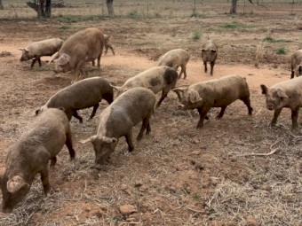 Large White Pigs
