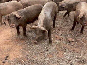 Large White Pigs