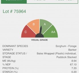 820 x Sorghum Silage Round Bales