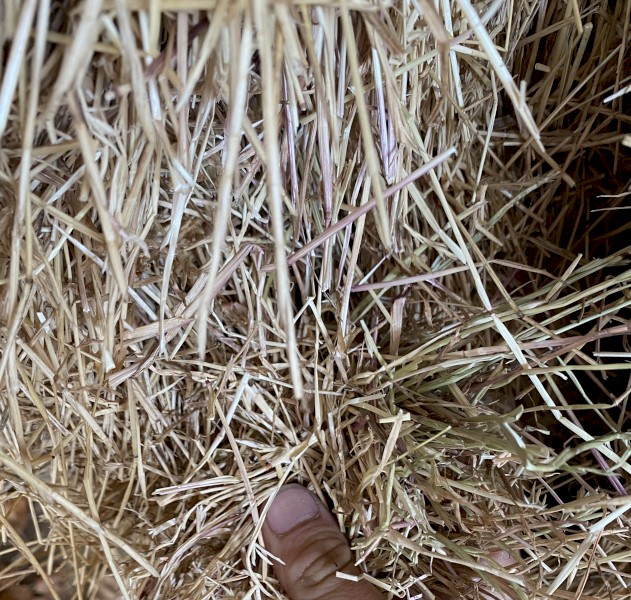 60mt Ryegrass Hay 8x4x3 Bales