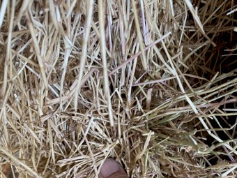 60mt Ryegrass Hay 8x4x3 Bales