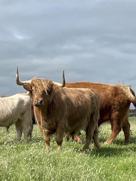 4 x Highlander Steers