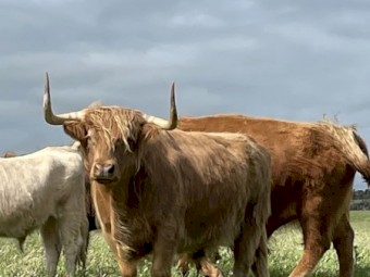 4 x Highlander Steers