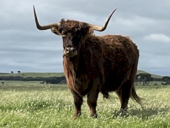 4 x Highlander Steers