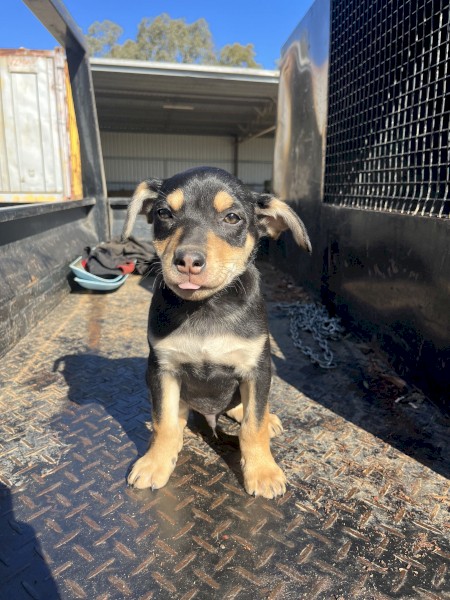 14 week old Kelpie pups. 2 boys. Wormed and Fleed. vaccine &  microchip on request.