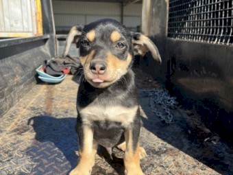 14 week old Kelpie pups. 2 boys. Wormed and Fleed. vaccine &  microchip on request.