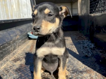 14 week old Kelpie pups. 2 boys. Wormed and Fleed. vaccine &  microchip on request.