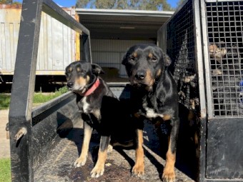 14 week old Kelpie pups. 2 boys. Wormed and Fleed. vaccine &  microchip on request.