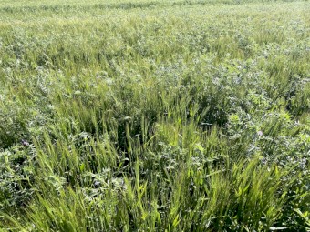  Barley-Vetch Hay 8x4x3 (New Season 23/24)