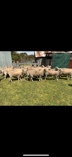 Southdown and Charollais X Rams
