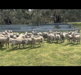 Southdown and Charollais X Rams