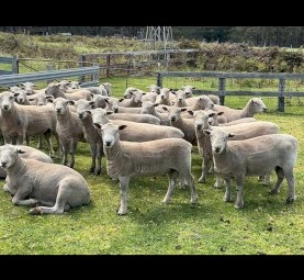 Southdown and Charollais X Rams