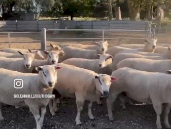  ClearHills Top Quality Southdown and Charollais Rams