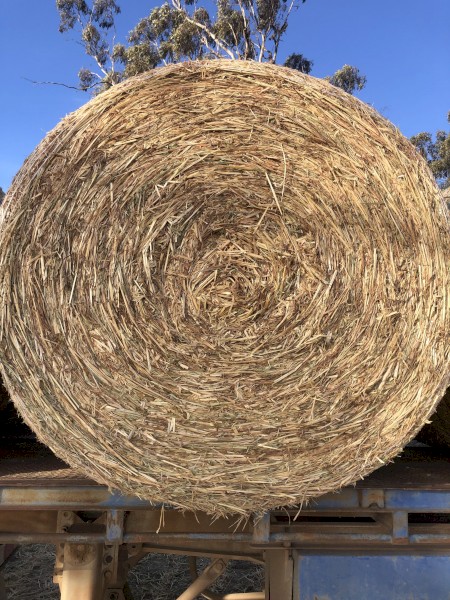 Oaten Hay