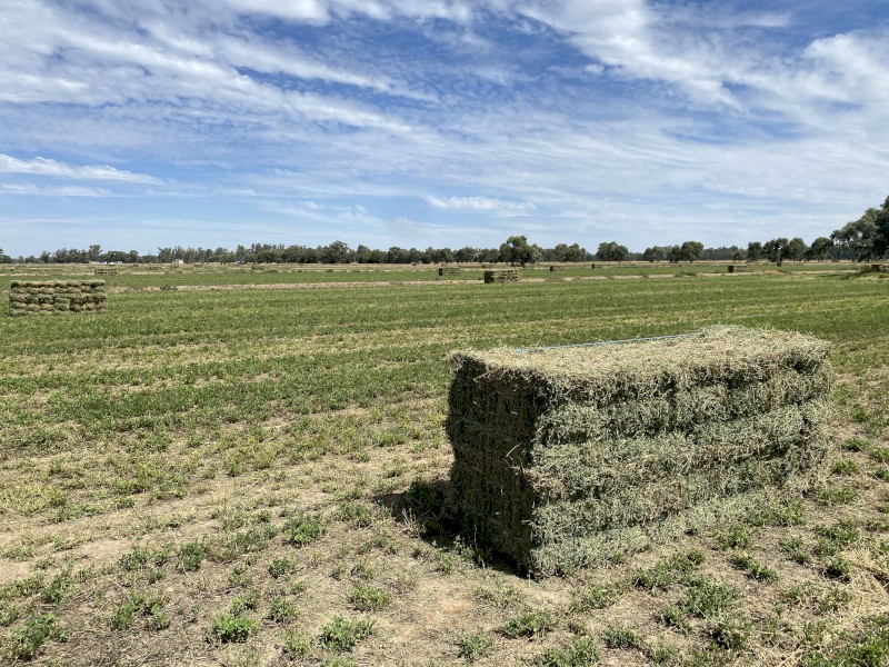 Lucerne Hay Small Squares in packs of 14
