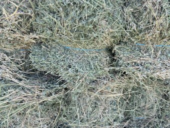 Lucerne Hay Small Squares in packs of 14