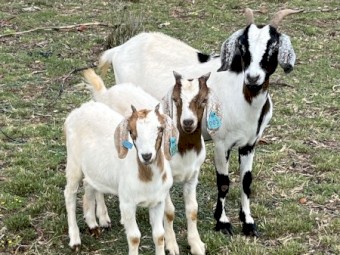 Rangeland x boer goats