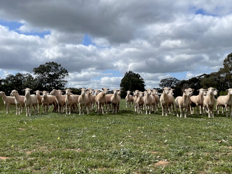 2023 Drop Poll Dorset rams (45 available)