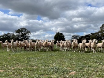 2023 Drop Poll Dorset rams (45 available)