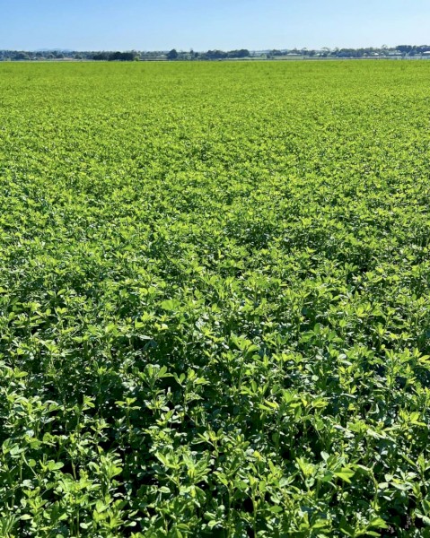 Lucerne Silage