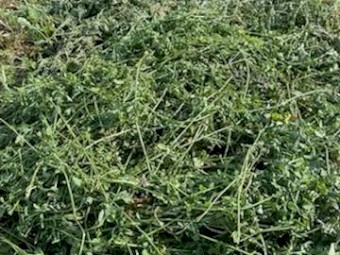 Lucerne Silage
