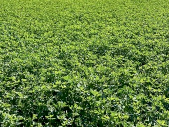 Lucerne Silage