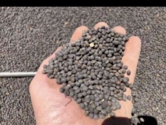 Morava vetch seed