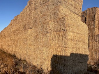 Vetch Hay 600kg Vetch Hay